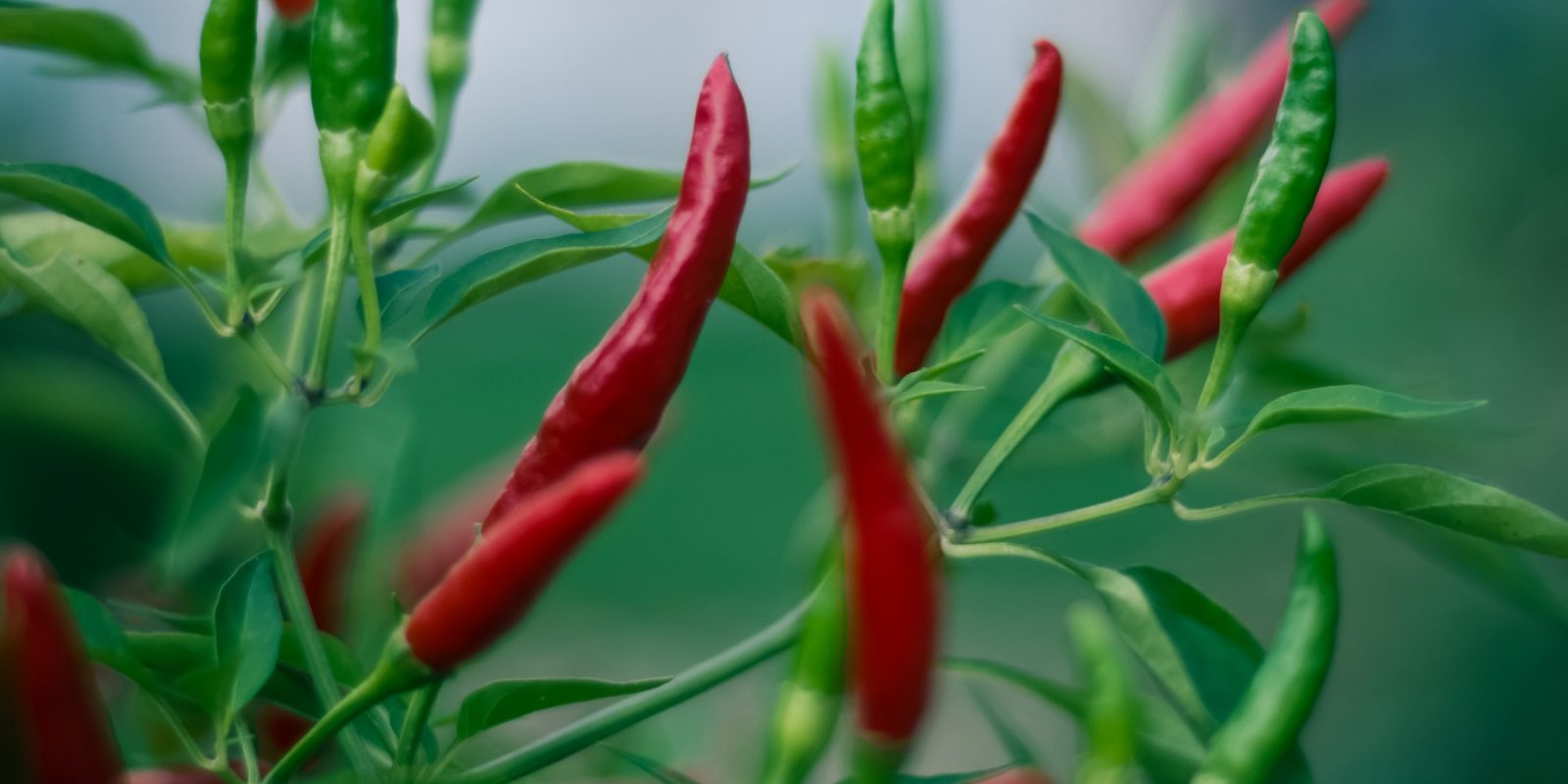 chili