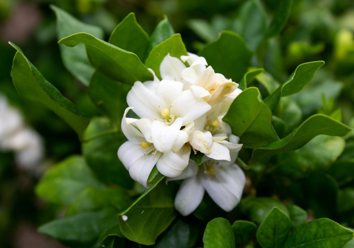 Introducing Jasmine Tea and Its Many Benefits