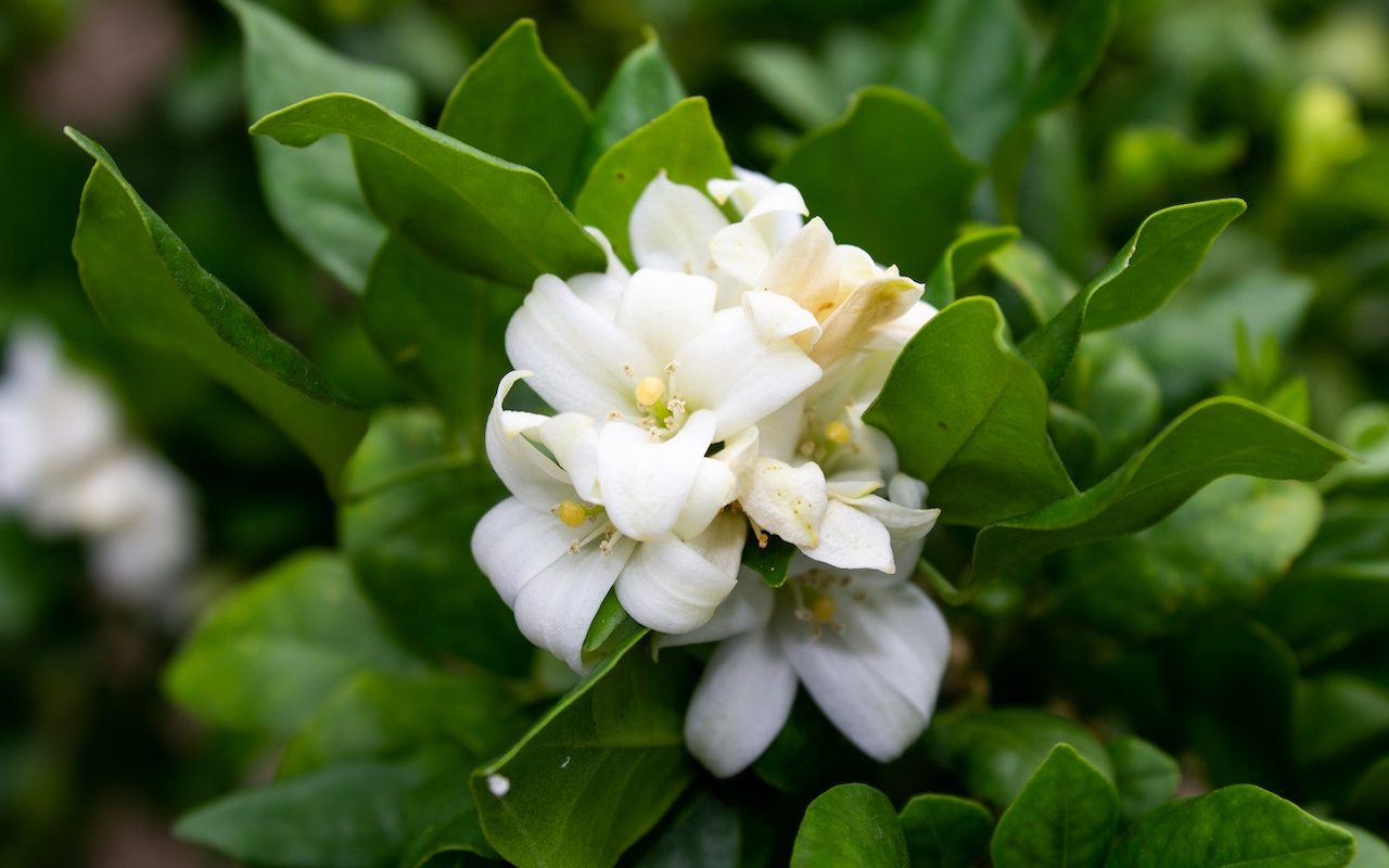 Introducing Jasmine Tea and Its Many Benefits