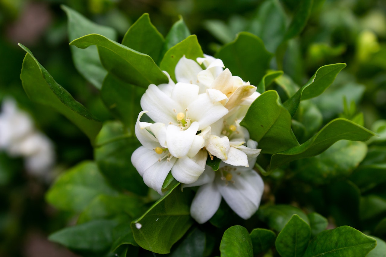 Jasmine plant for tea