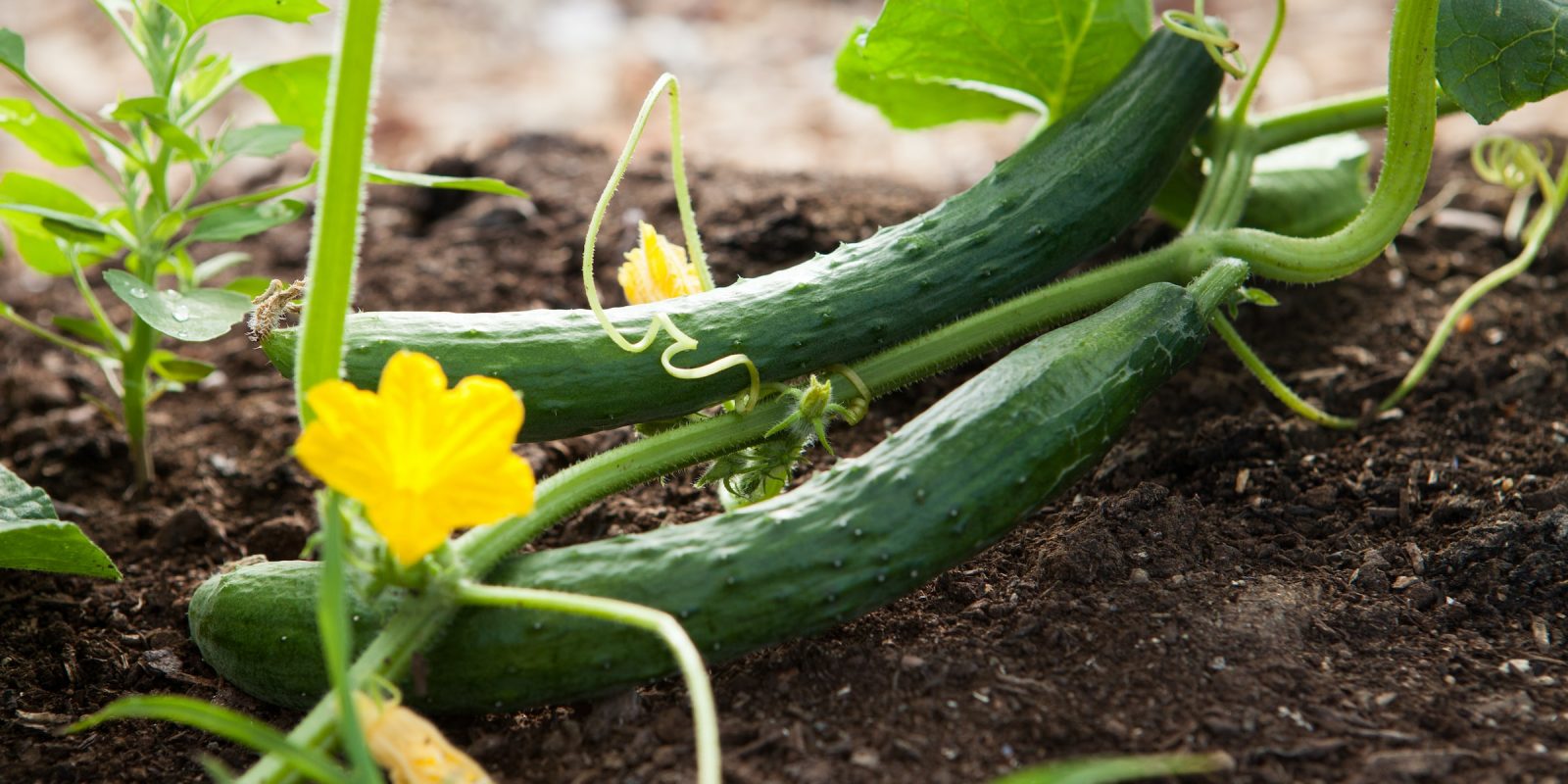 cucumber