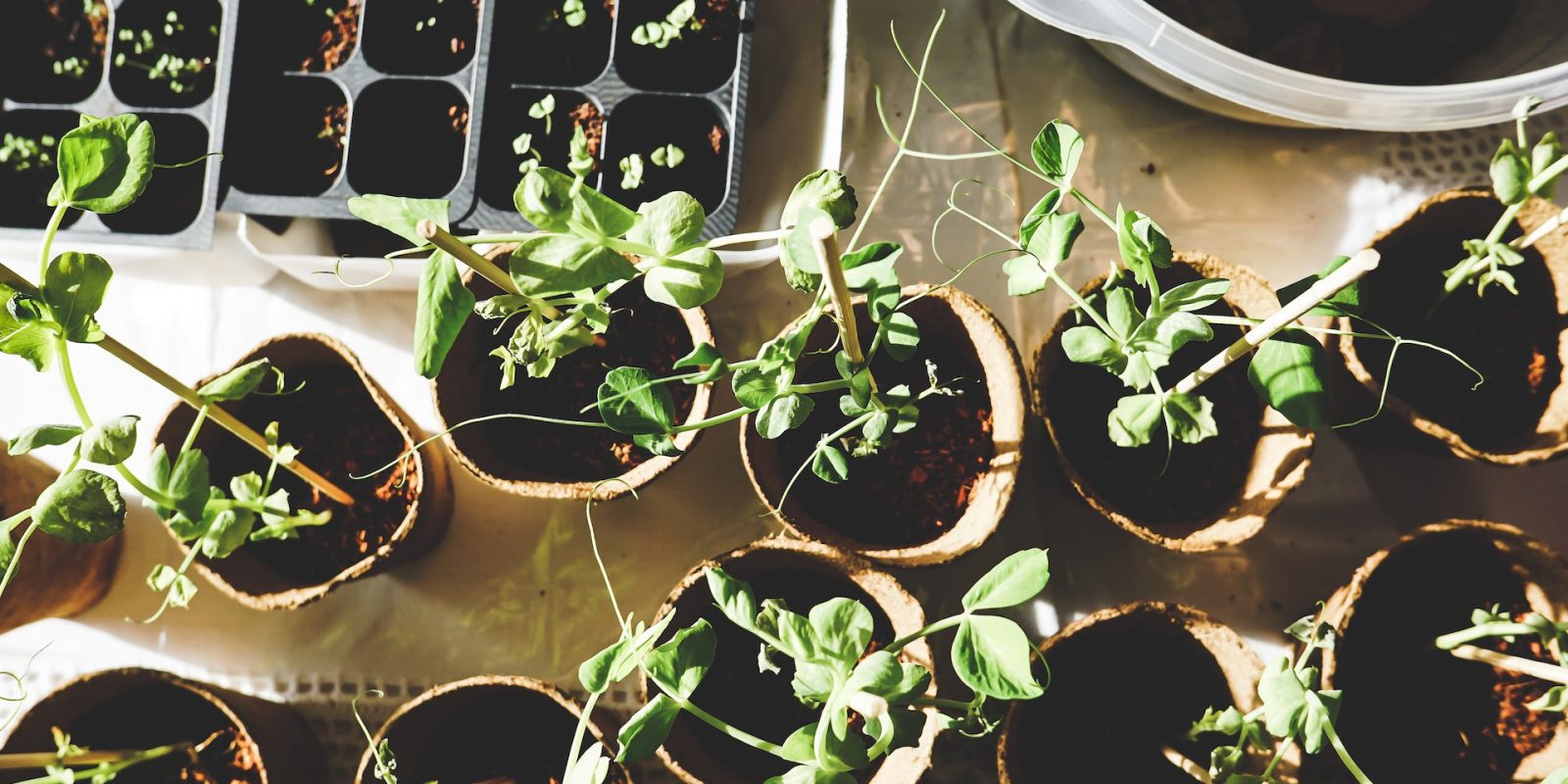 Complete Guide to Growing Herbs in Perth