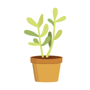 Potted herb