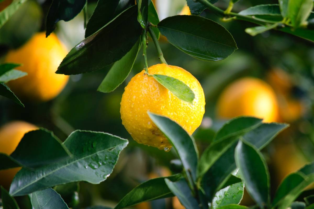 Your Guide to Growing Citrus Trees in a Pot