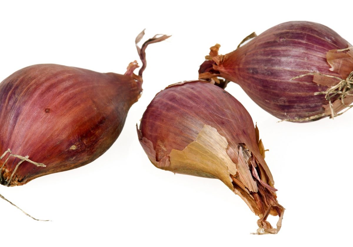 shallot