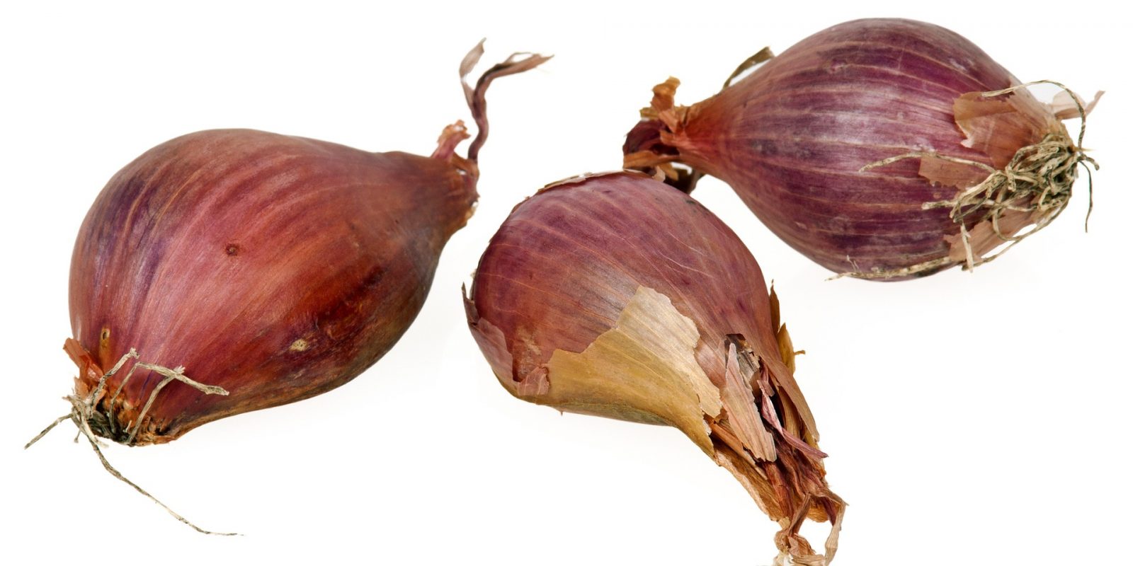 shallot