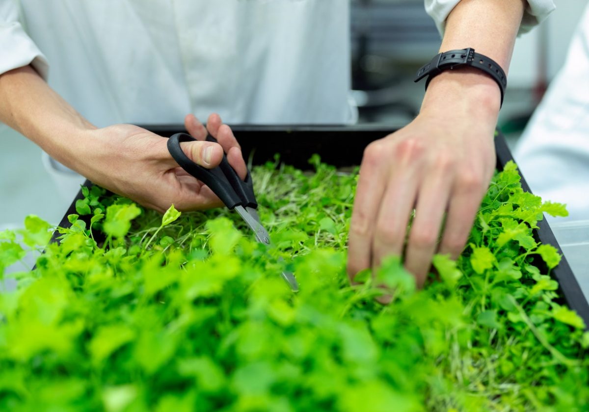 The Best Time to Plant Herbs in Australia