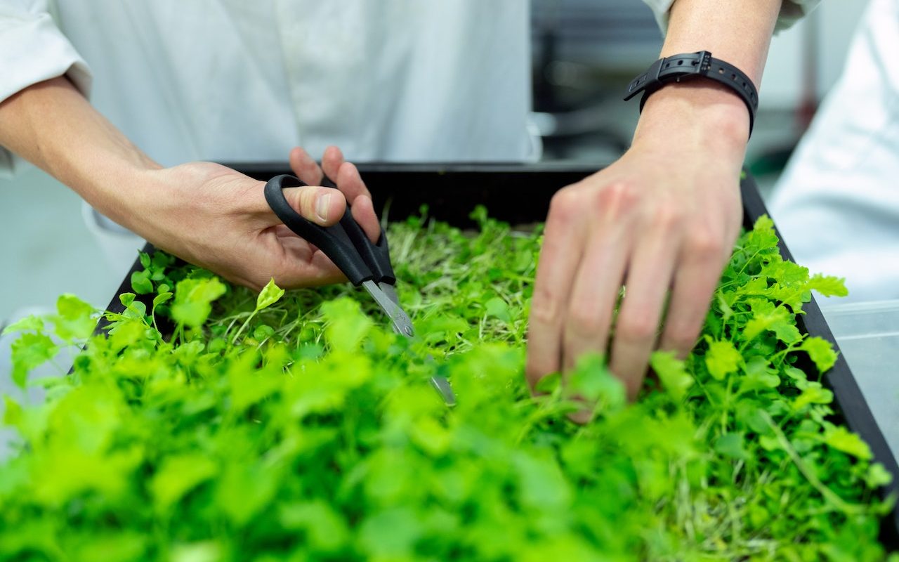 The Best Time to Plant Herbs in Australia