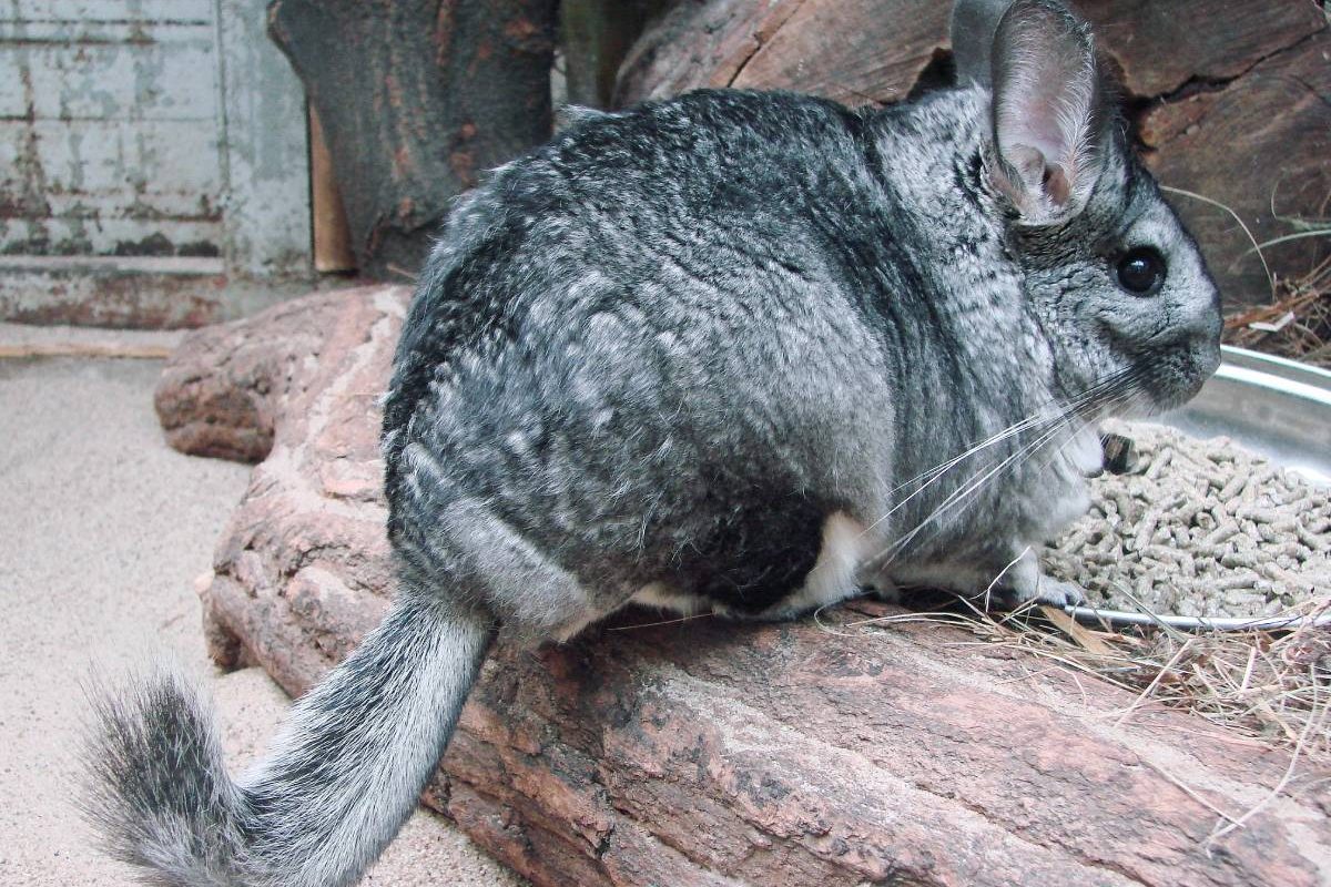 Can You Have a Chinchilla as a Pet in Australia?