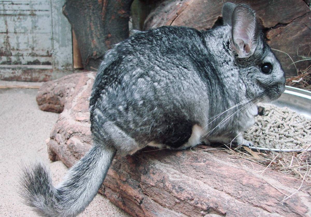 Can You Have a Chinchilla as a Pet in Australia?