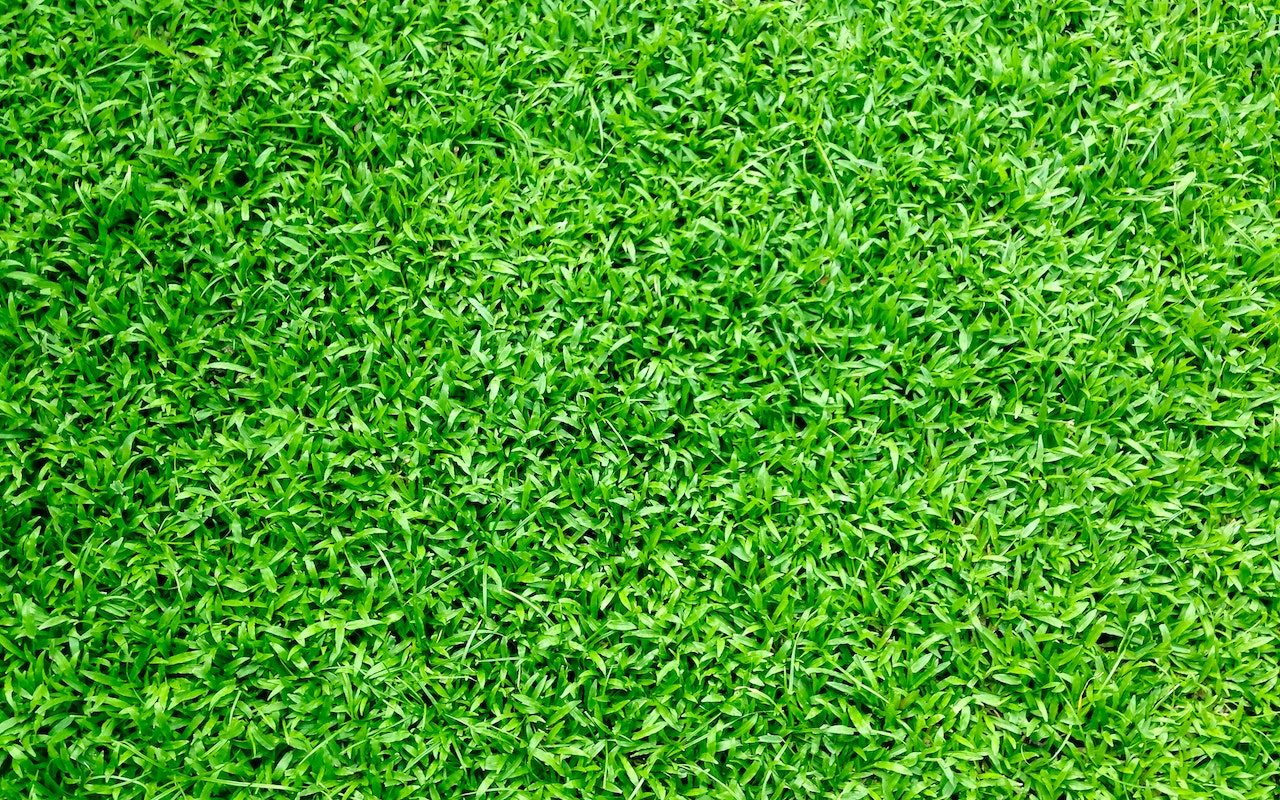 Complete Australian Guide to Lawn Care