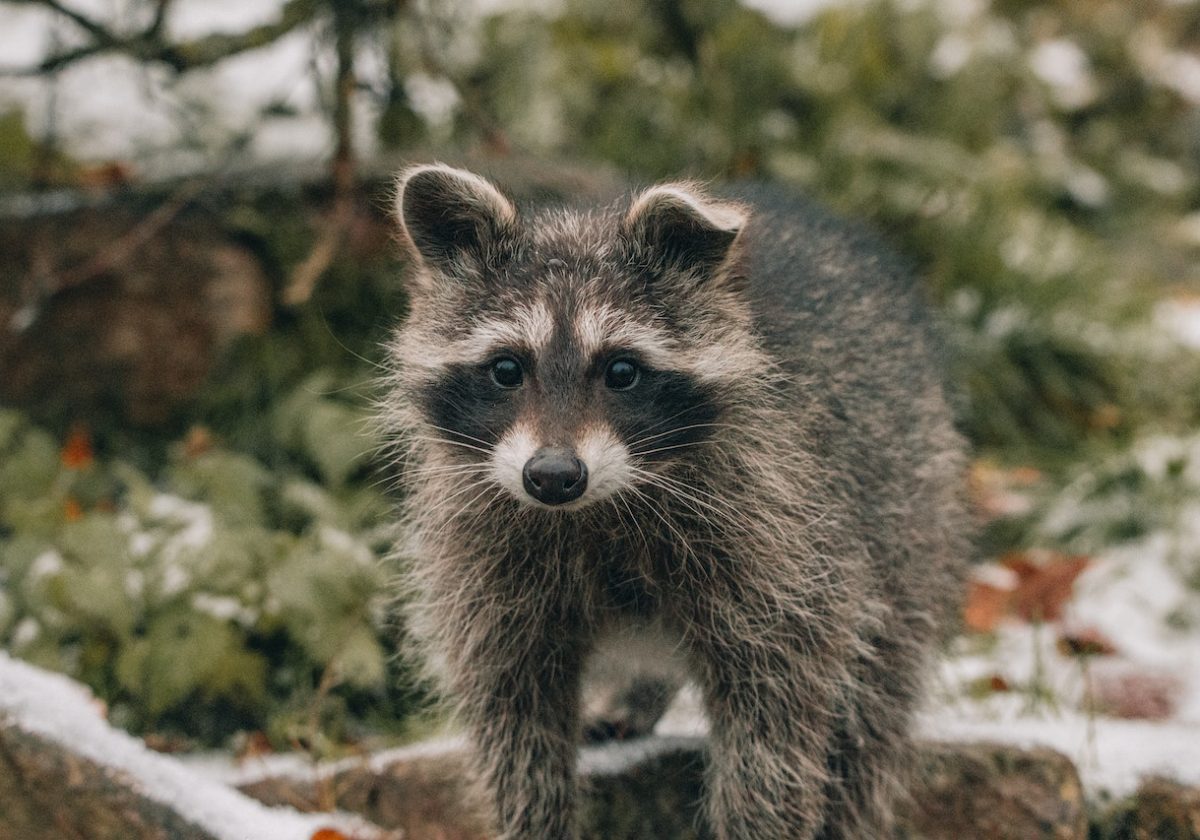 Answered: Are There Raccoons in Australia?