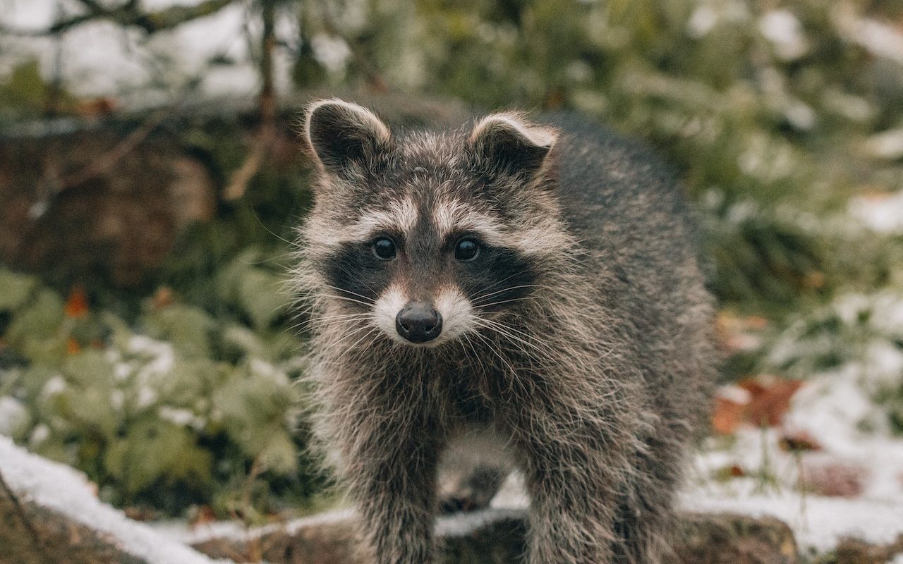 Answered: Are There Raccoons in Australia?