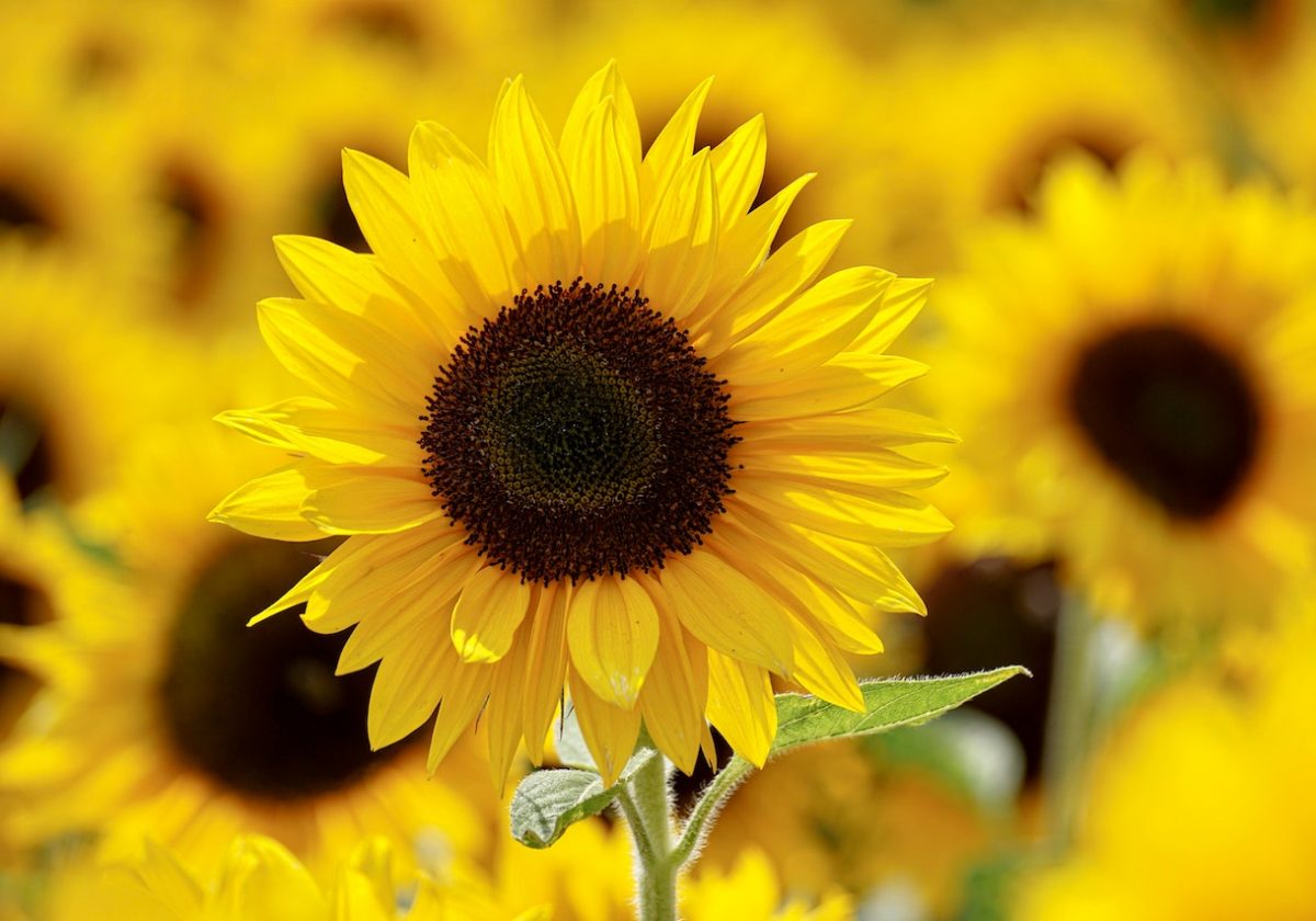 Sunflowers: Perfect Summer Addition to Any Australian Garden
