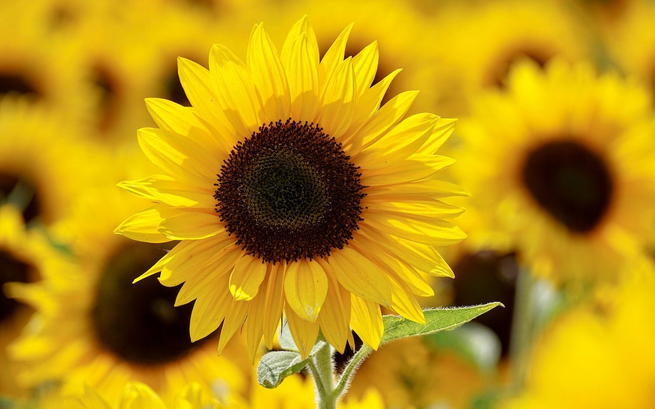 Sunflowers: Perfect Summer Addition to Any Australian Garden