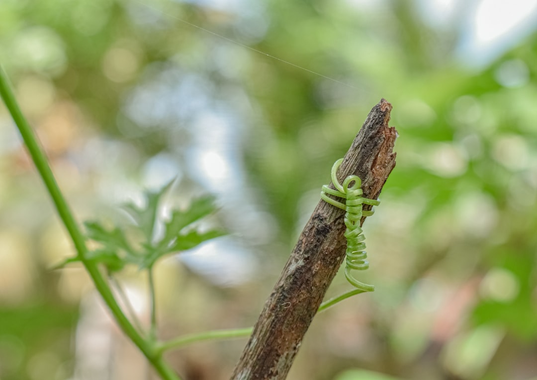 Photo Image: Hedge Plants