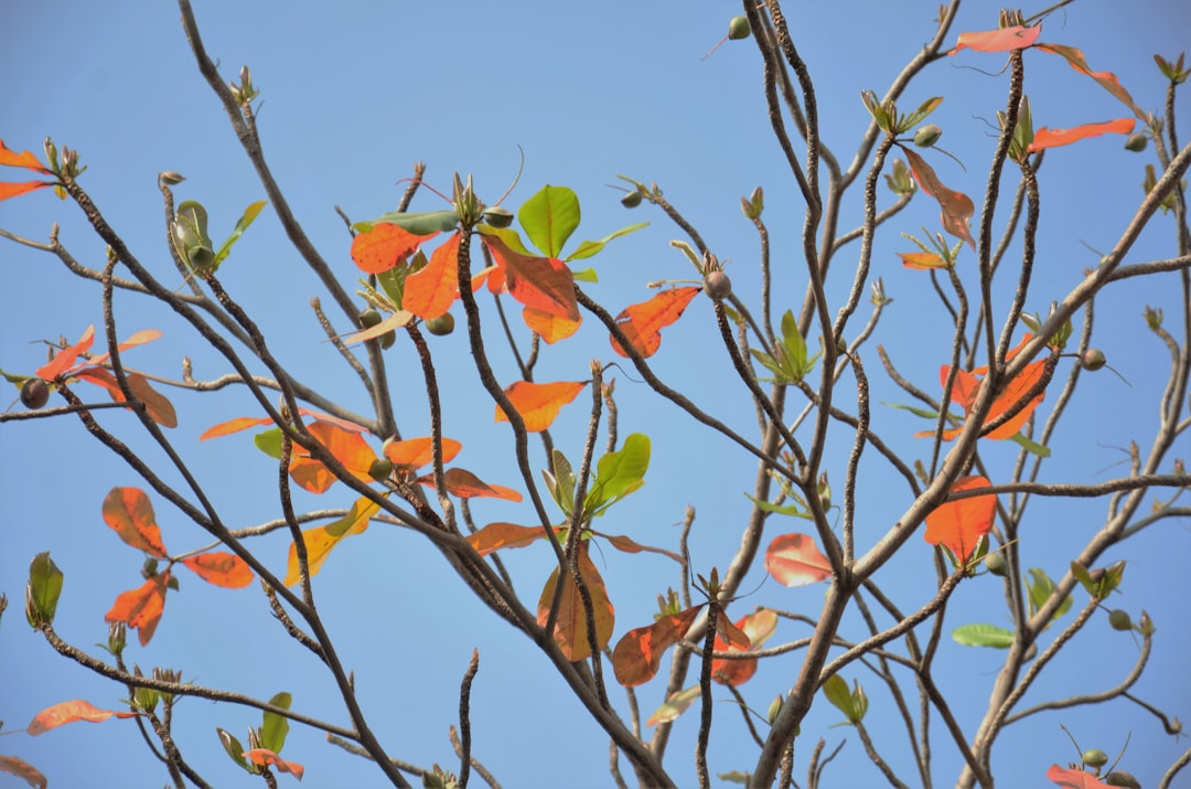 Photo Oranges, leaves