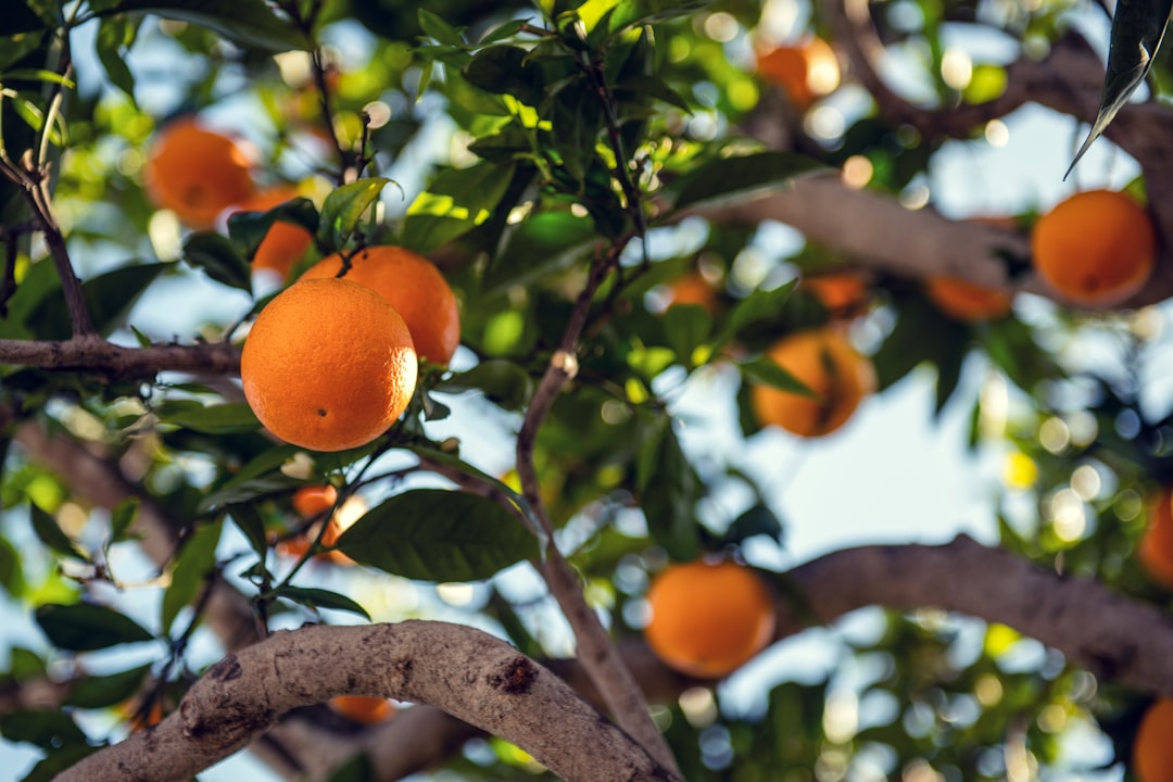 Photo Citrus tree