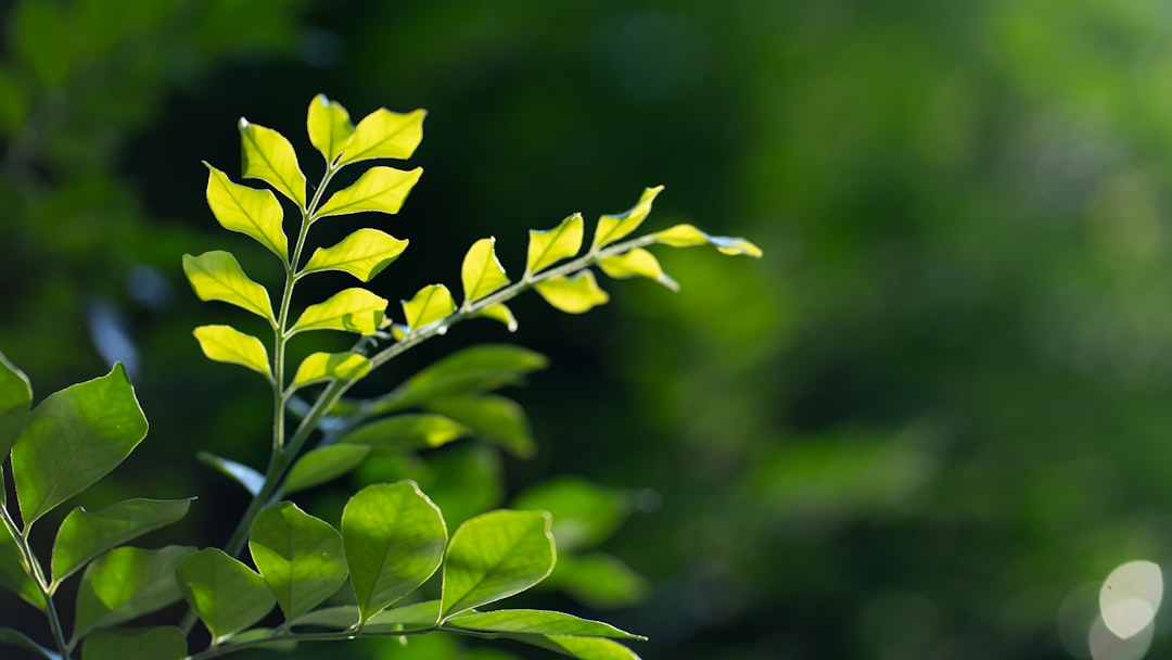 Photo Native plants