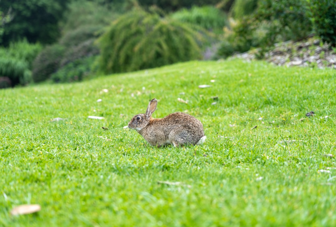 Photo Kangaroo in garden