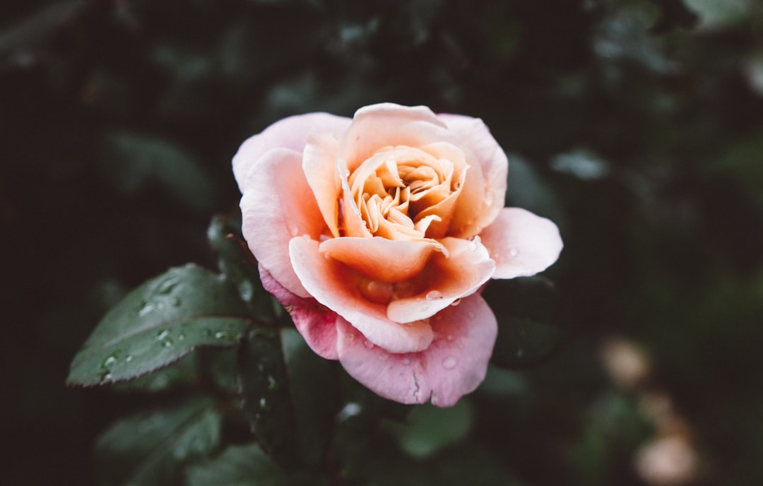 Photo Meditation garden
