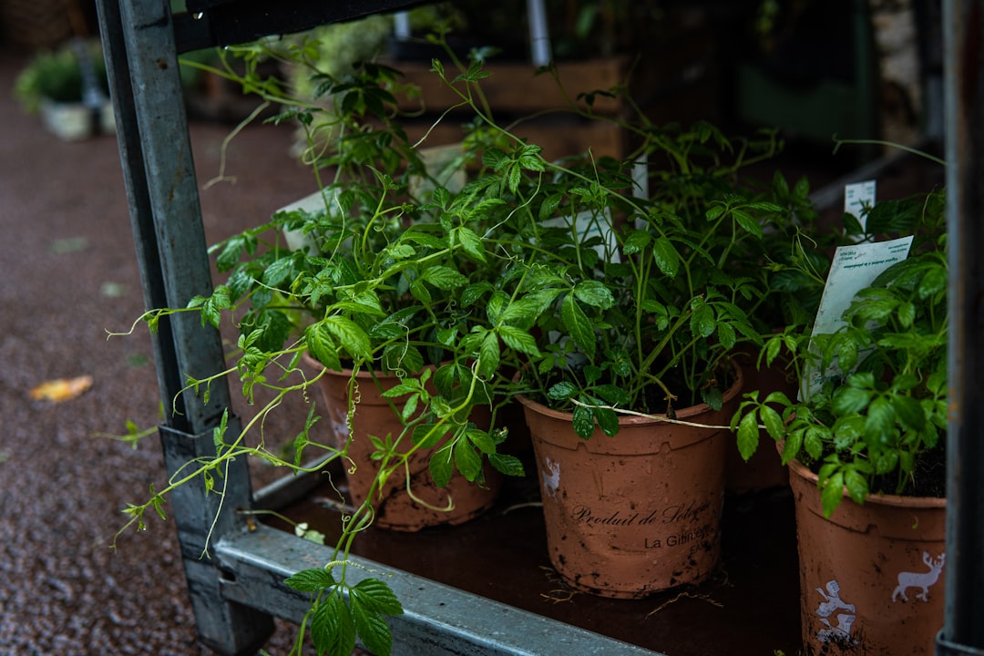 Photo Grow Herbs at Home